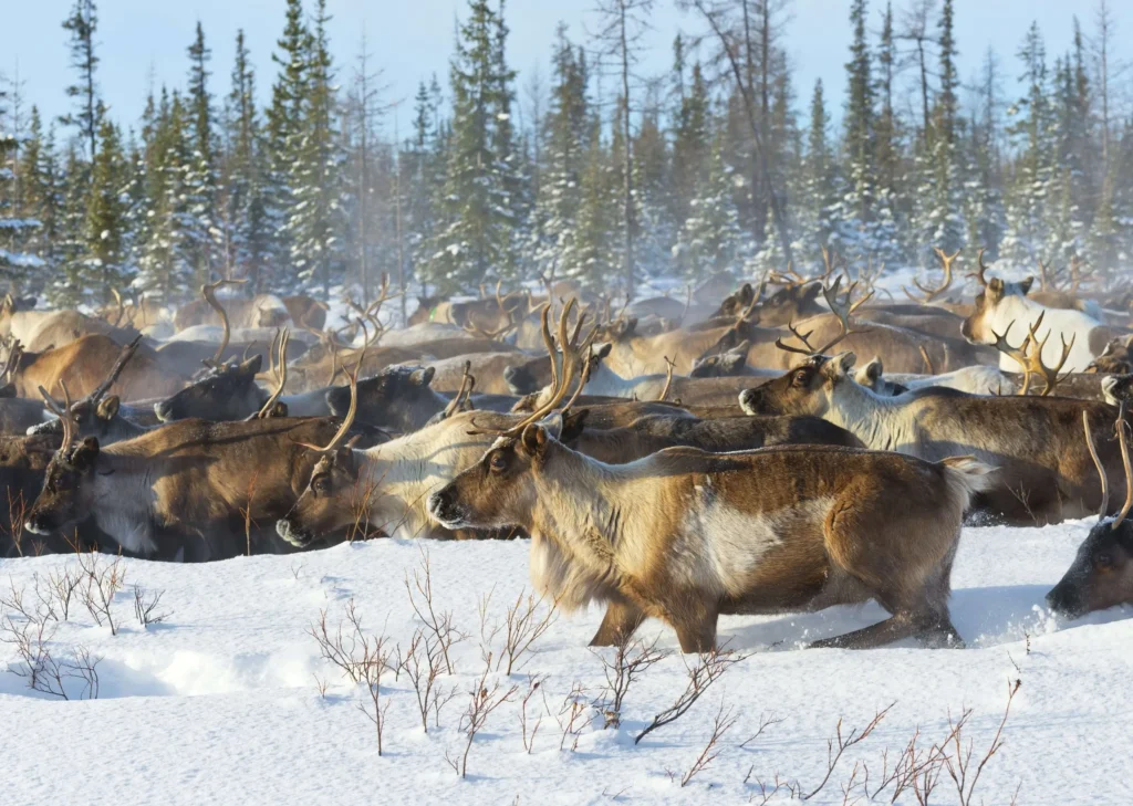 Discovering Caribou