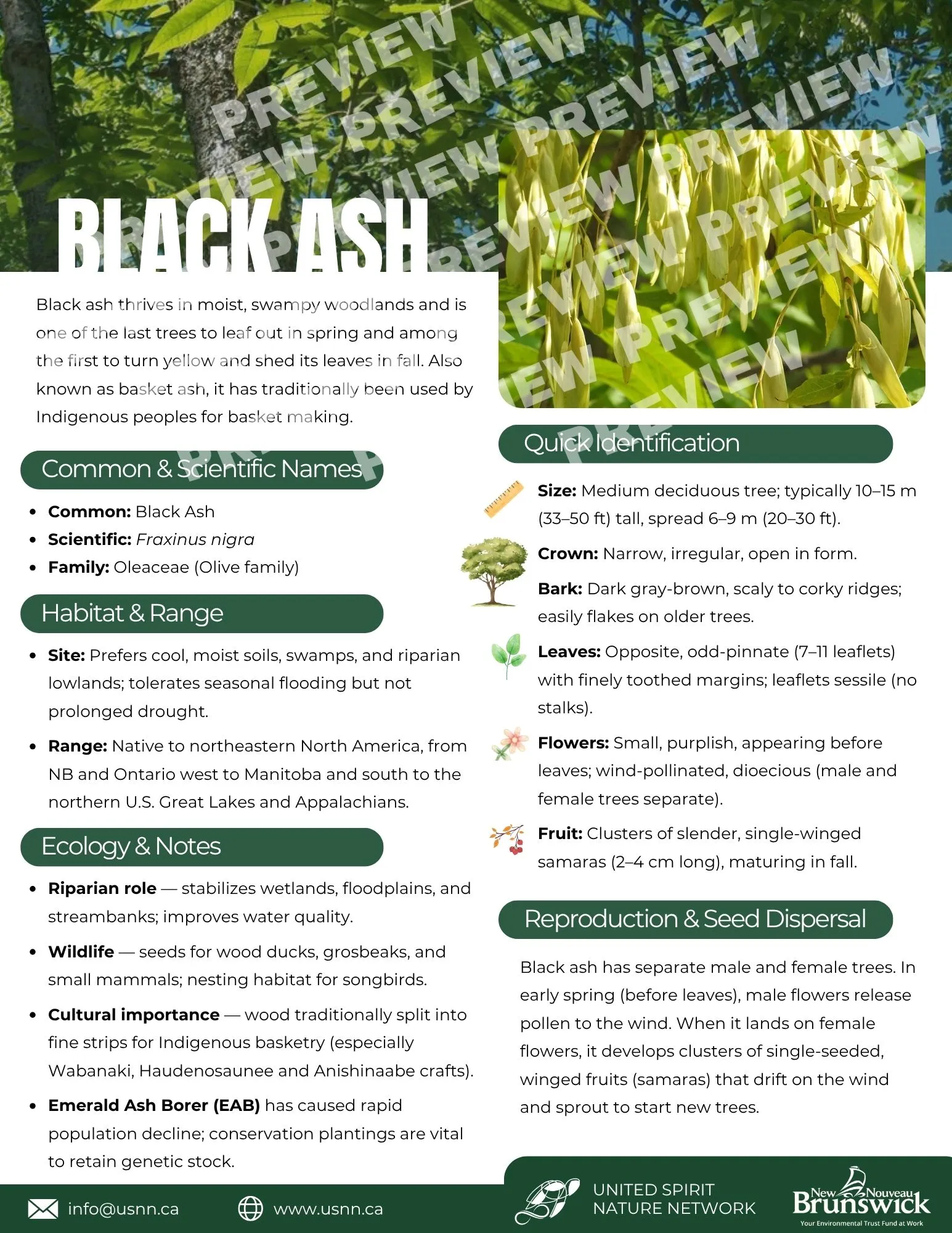 Black Ash Info Sheet