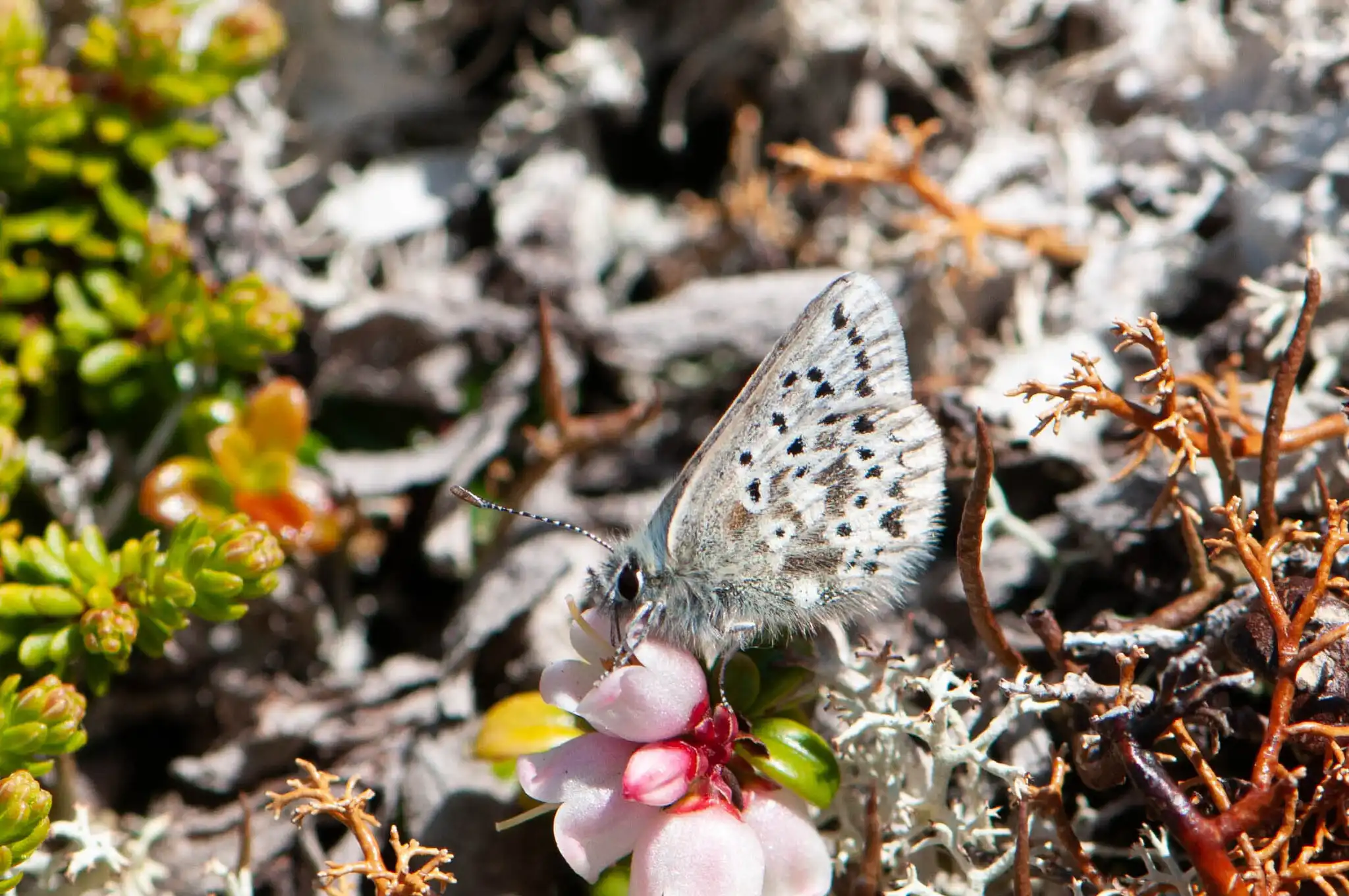 Arctic Blue Moth taken by John Klymko Arctic Blue Moth taken by John Klymko