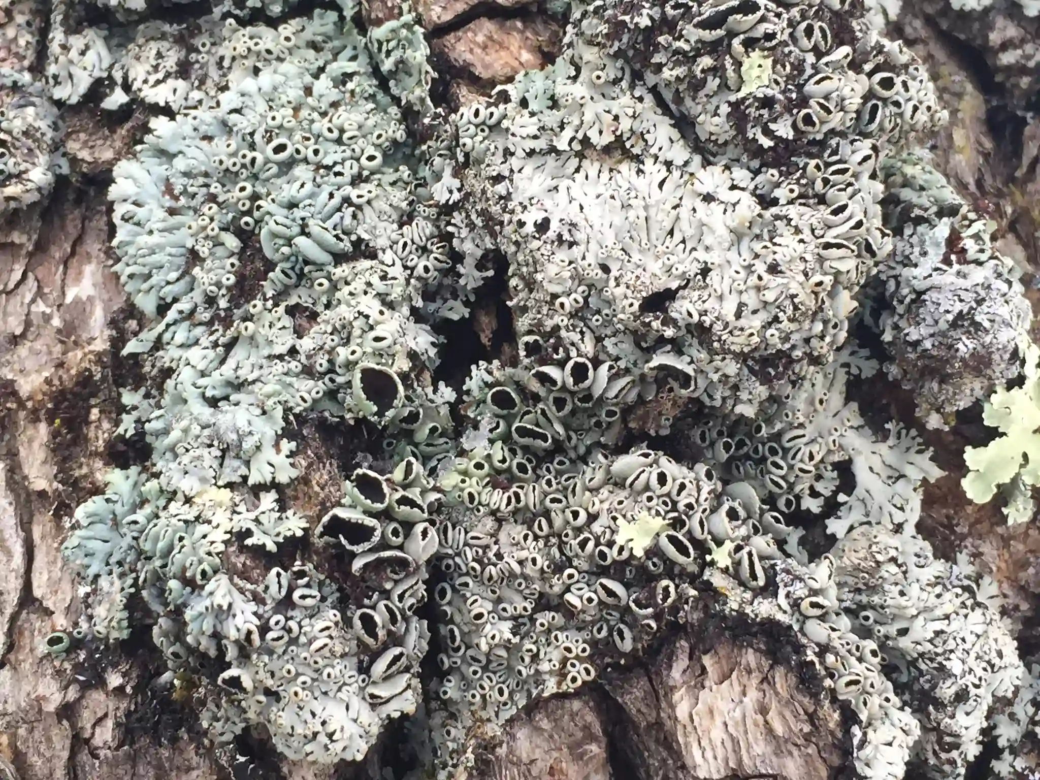 Endangered Cupped Fringe Lichen (Heterodermia leucomelos) Endangered Cupped Fringe Lichen (Heterodermia leucomelos)