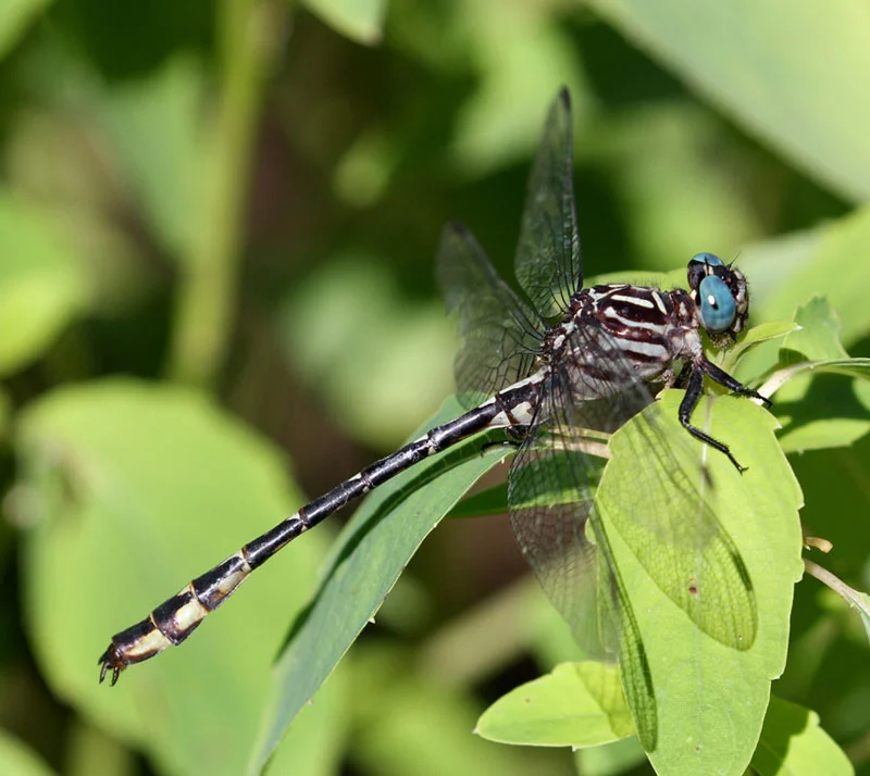 Elusive Clubtail Dragonfly Elusive Clubtail Dragonfly