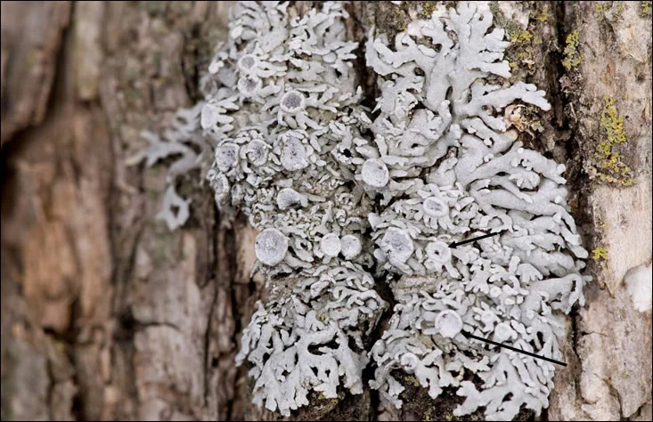 Pale-bellied Frost Lichen (Physconia subpallida) Pale-bellied Frost Lichen (Physconia subpallida)