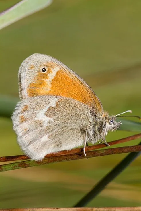 The Maritime Ringlet The Maritime Ringlet