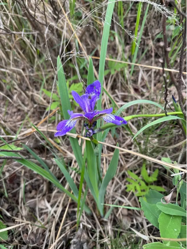 Blue Flag Iris - Photo taken by Mackenzie Warman