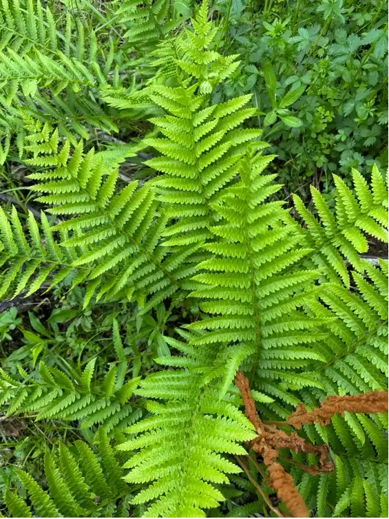Cinnamon Fern - Photo taken by Mackenzie Warman