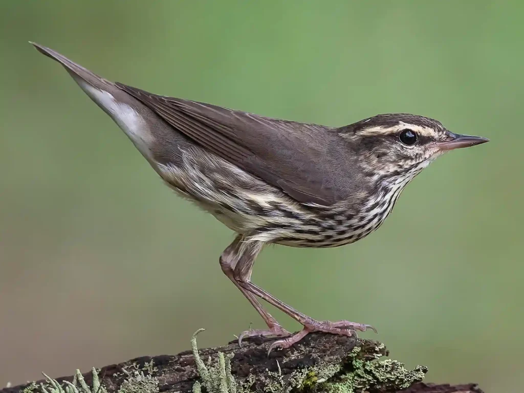 Northern Waterthrush | Parkesia noveboracensis. Photo taken by Fernando Burgalin Sequeria