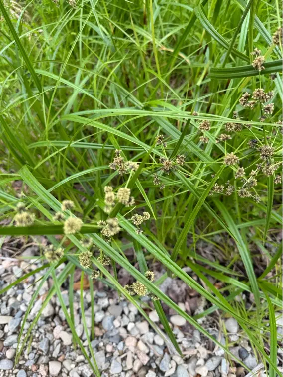 Panicled Bulrush - Photo taken by Mackenzie Warman
