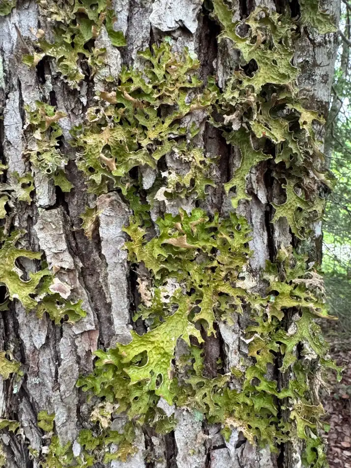 Tree Lungwort - Photo taken by Mackenzie Warman