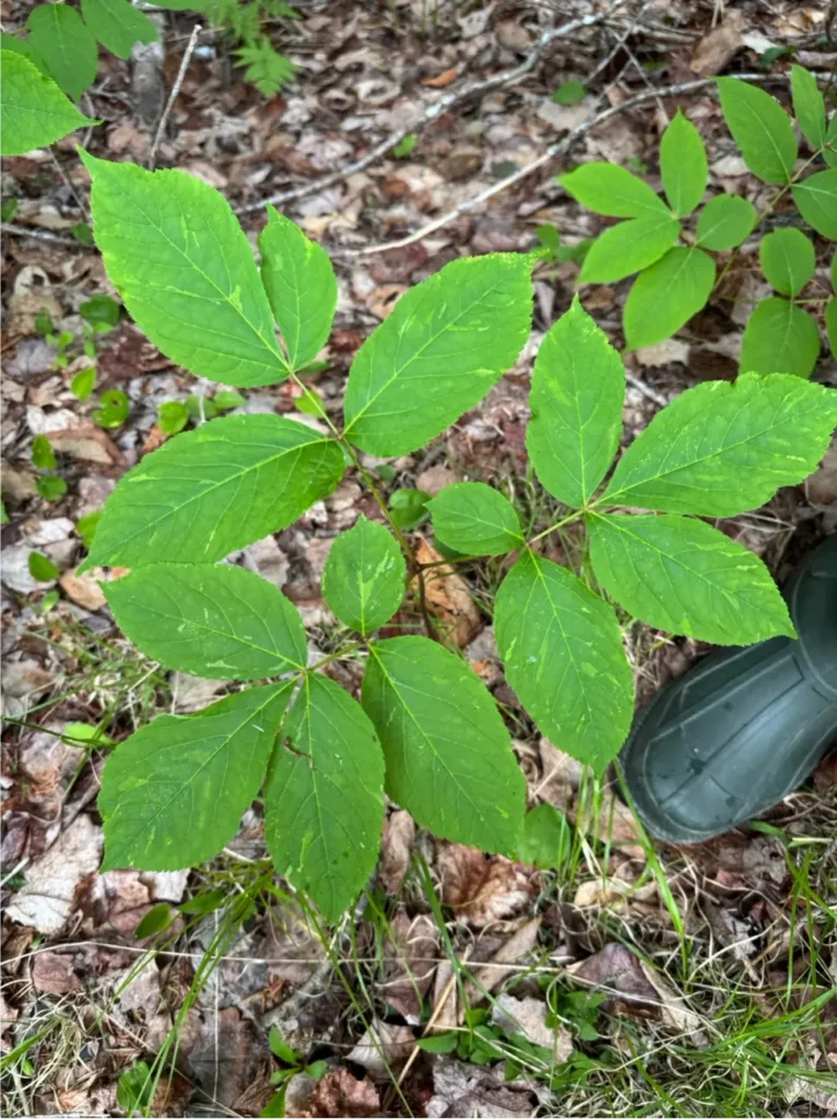 Wild Sarsaparilla - Photo taken by Mackenzie Warman