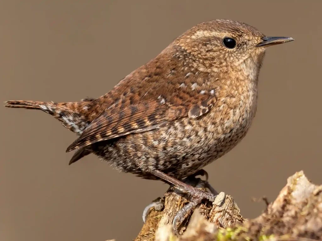 Winter Wren | Troglodytes hiemali. Photo taken by Brad Imhoff